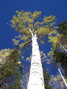 Colorado Aspen